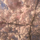 Cherry blossoms, National Mall, Washington DC.